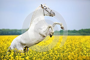 White andalusian rearing photo