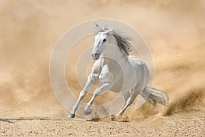 White andalusian stallion with long mane