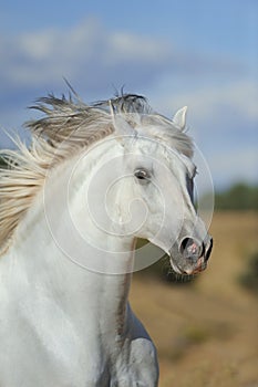 White andalusian stallion running in the fields