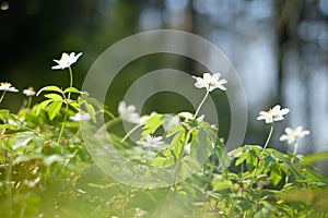 White Anemona flowers on spring forest closeup photo