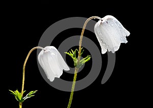 White Anemone coronaria flowers