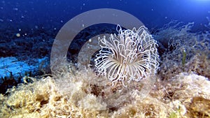 White anemone in deep blue water