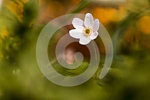 White anemone flower