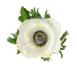 White anemone flower and leaves