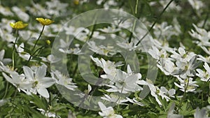 White anemone flower in spring. Wildflower from the buttercup family (Anemonoides nemorosa). Nature Background ,