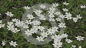 White anemone flower in spring. Wildflower from the buttercup family (Anemonoides nemorosa). Nature Background