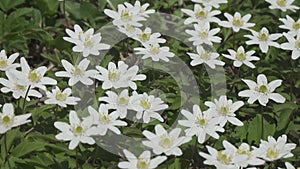 White anemone flower in spring. Wildflower from the buttercup family (Anemonoides nemorosa). Nature Background