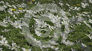 White anemone flower in spring. Wildflower from the buttercup family (Anemonoides nemorosa). Nature Background in 4k.