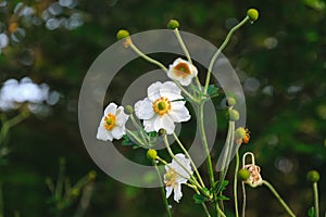 White anemone flower and unripe seedheads in Regent`s Park of London