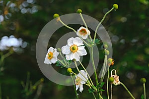 White anemone flower and unripe seedheads in Regent`s Park of London photo
