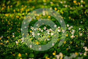 White anemone flowers growing in spring forest, natural seasonal background
