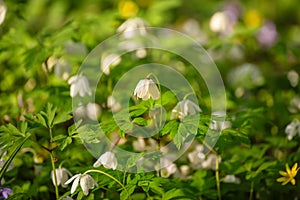 White anemone flowers growing in spring forest, natural seasonal background