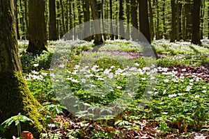 White anemone flowers in spring forest. Glade of anemone nemorosa flowers