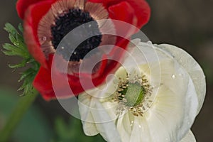 White anemone with stamen in focus with red anemone