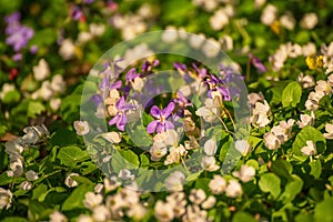 White anemone and violet flowers growing in spring forest, natural seasonal background