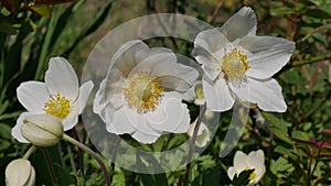 White Anemones Nemorosa.  Forest flowers.