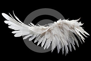 White angel or bird wing on black background