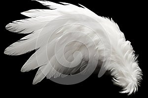 White angel or bird wing on black background