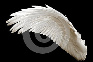 White angel or bird wing on black background