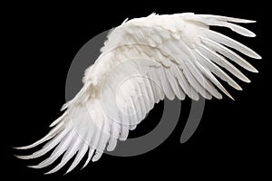 White angel or bird wing on black background