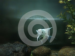 White angel fish in the aquarium