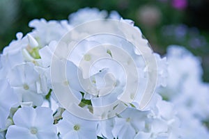 White angel phlox flowers. Blooming garden phlox, perennial or summer phlox