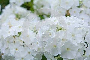 White angel phlox flowers. Blooming garden phlox, perennial or summer phlox