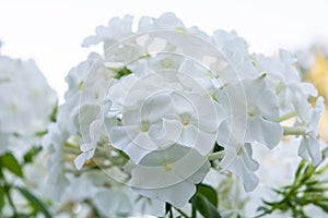 White angel phlox flowers. Blooming garden phlox, perennial or summer phlox