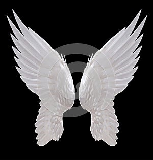 White angel wing