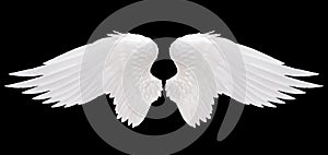 White angel wing