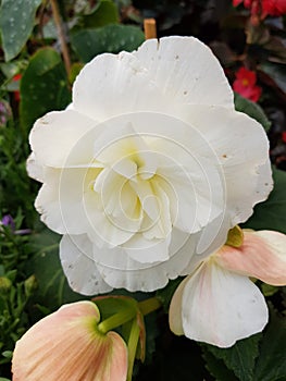 white angel wing flower in a garden