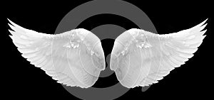 White Angel Wing isolated