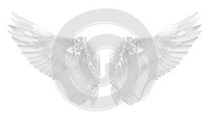 White angel wing isolated photo