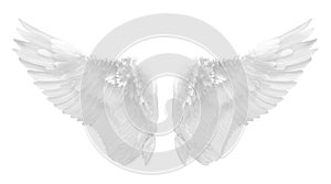 White angel wing isolated