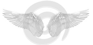 White angel wing isolated