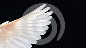 White angel wing isolated on black