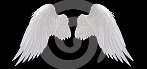 White angel wing
