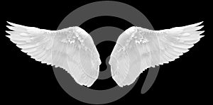 White angel wing isolated