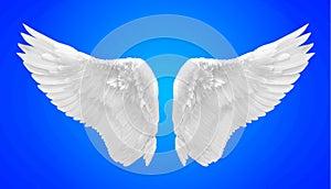 White angel wing isolated