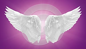 White angel wing isolated
