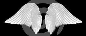 White angel wings