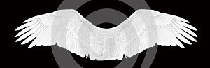 White Angel Wings