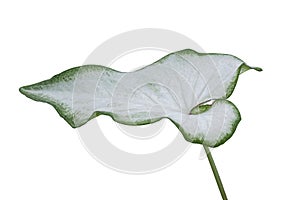 White of Angel-Wings, Elephant-Ear or Caladium Bicolor Candinum  is queen of the leafy plants isolated on white background.