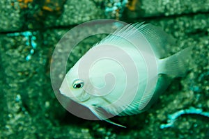 White angelfish are very beautiful