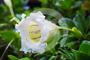 White ANGELS` TRUMPETS flower