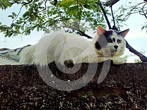 White Anggora cat