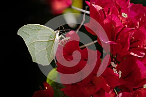 The white angled-sulphur Anteos clorinde. photo