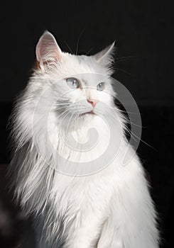 White angora cat