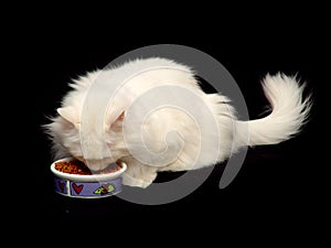 White Angora Cat Eating Food