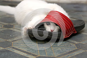 White Angora cat plays with red footwear